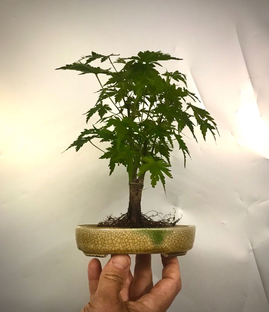 Schale 3: Satomi Terahata, Japan
