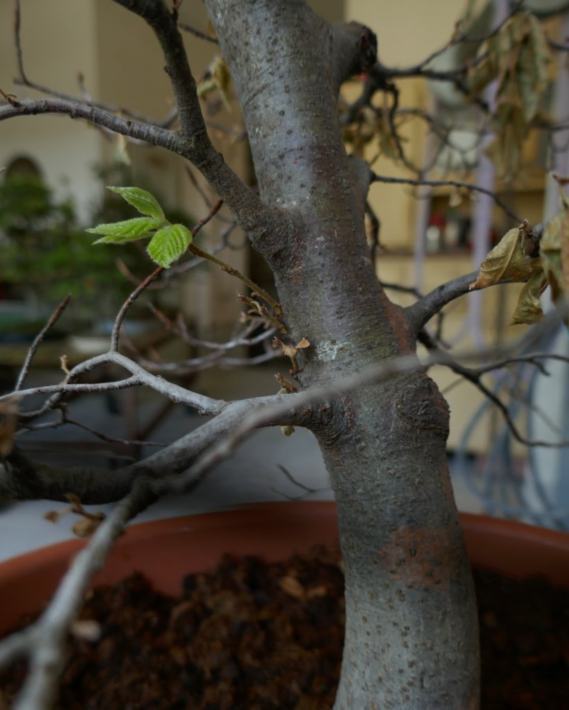 P1020504 (2).JPG