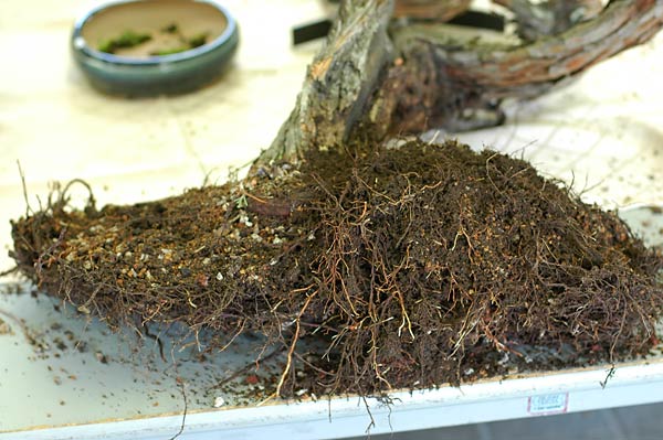 Dsc_0943v.jpg