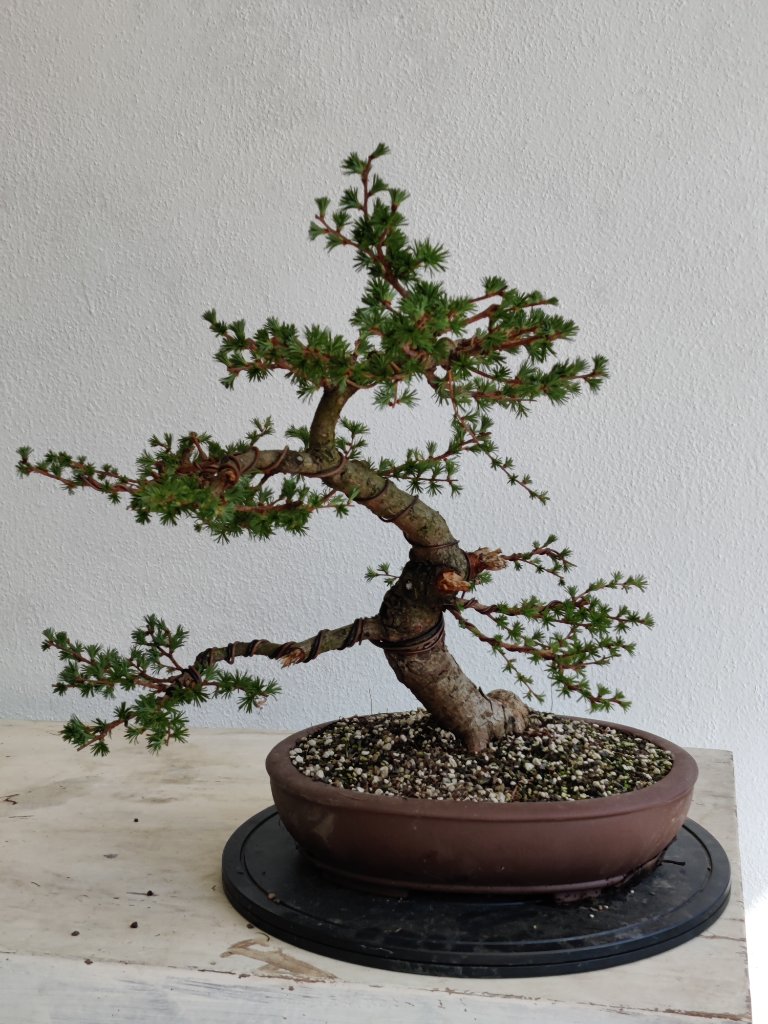 Larix-3-2023-04-20_155331.jpg
