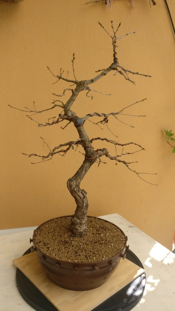 Quercus-Robur-10-2020-04-21_120659.jpg