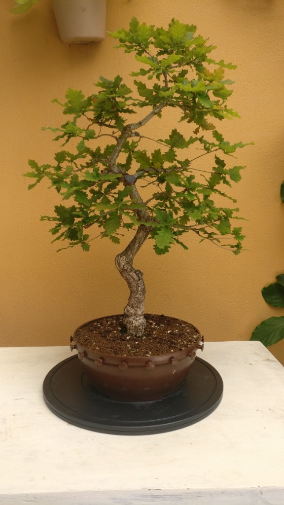 Quercus-Robur-10-2020-05-27_140621.jpg