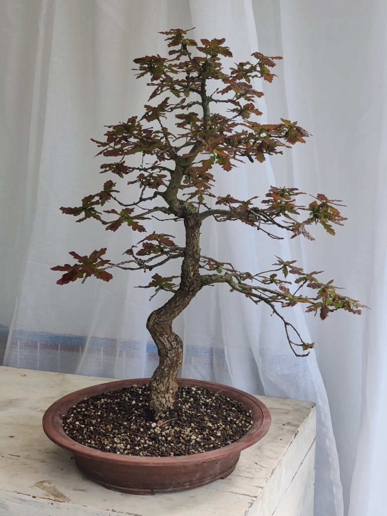 Quercus-Robur-10-2023-05-10-1.jpg