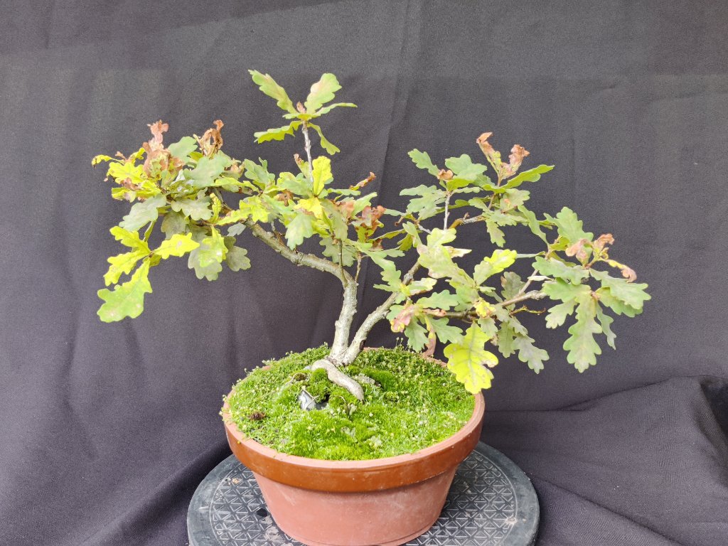 Quercus-Robur-5-2022-09-17_143631.jpg