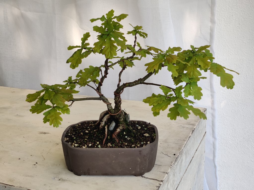 Quercus-Robur-5-2023-05-26_192655.jpg