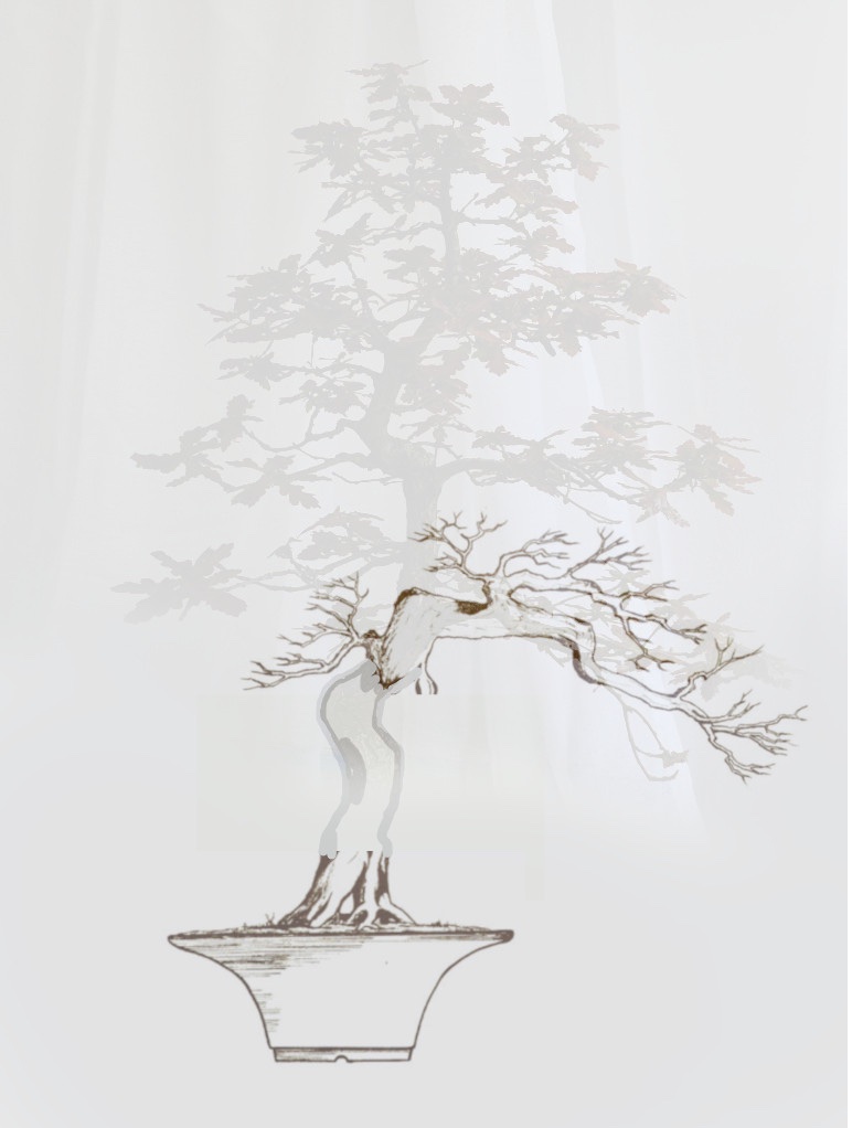 Quercus-Robur-V10-2023-05-10-1.jpg