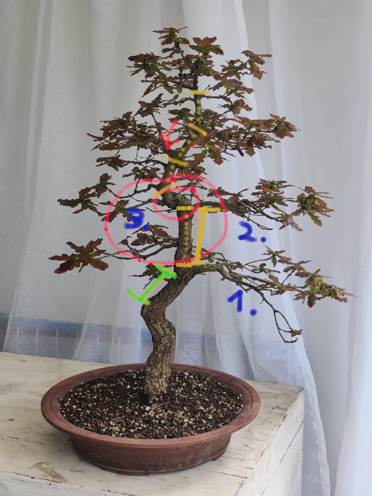 Quercus-Robur-1v2-2023-05-10-1.jpg