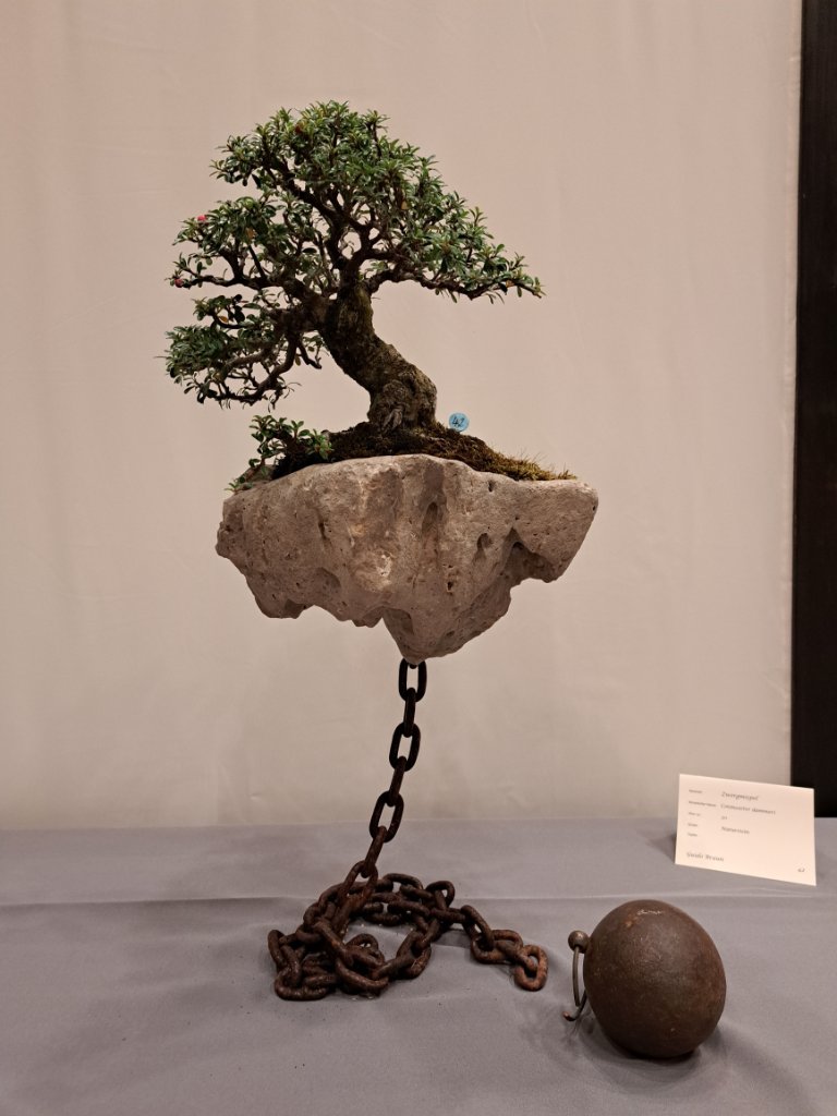 Cotoneaster, ungewöhnlich und originell präsentiert.