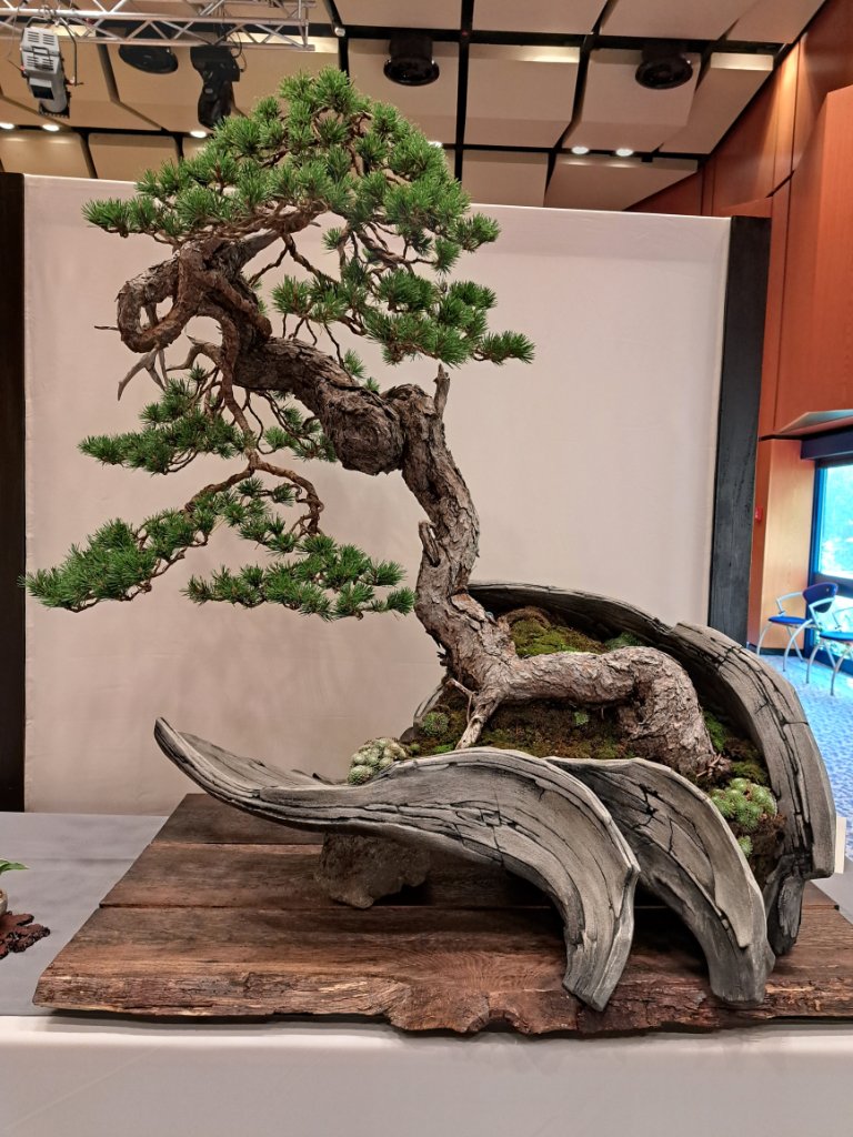 Große Mugo. Bisher toll gemacht, aber die Ausstellungreife fehlt noch ein bisschen. In drei bis 5 Jahren ein Topbaum