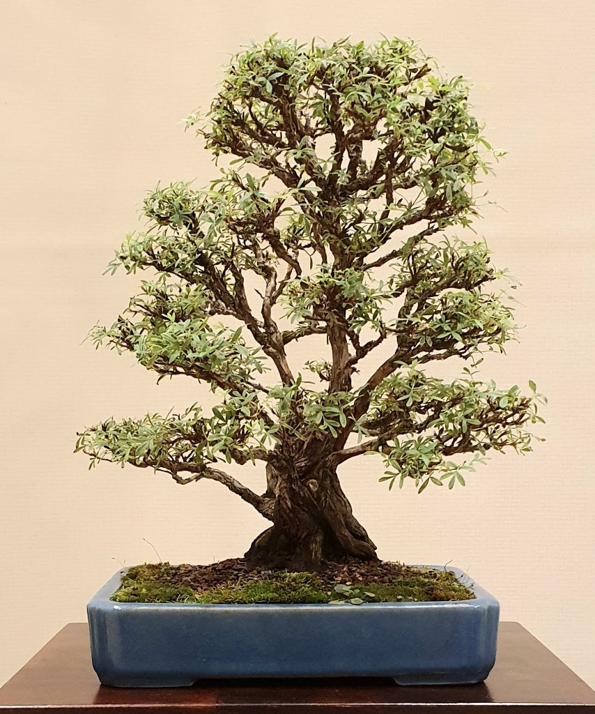 Fünffingerstrauch gute 30 cm.jpg
