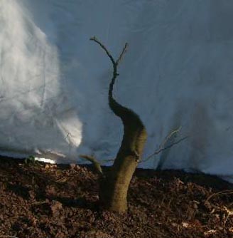 buche1_199.jpg