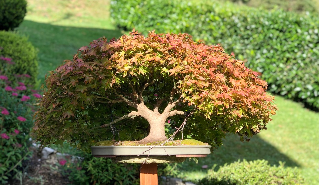 Acer Palmatum Kashima