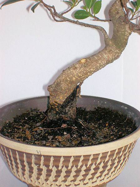 new_Ficus2.jpg