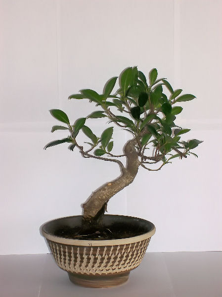 Ficus1.jpg