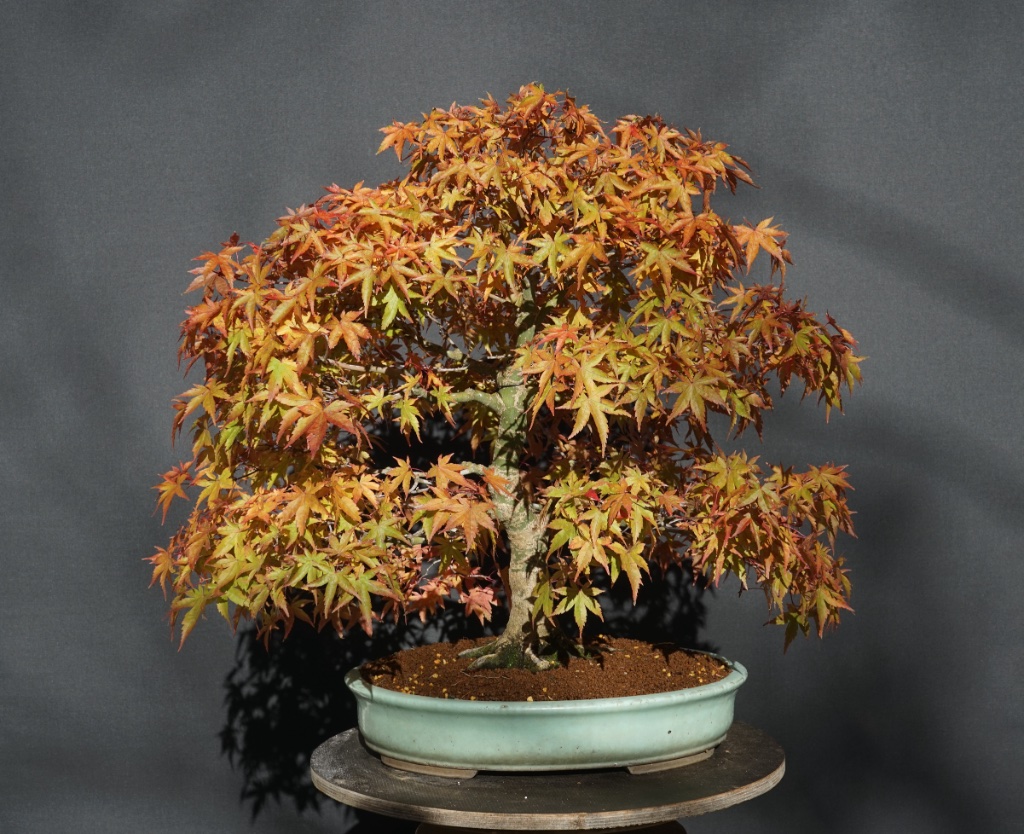 Fächerahorn "Orange Dream"