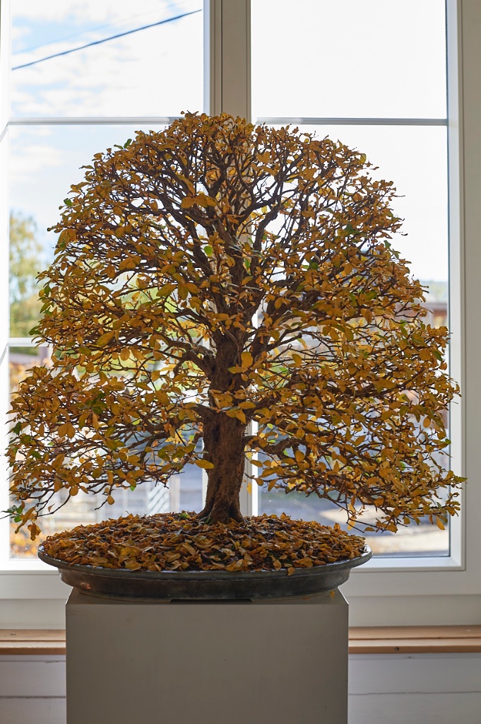 Granatapfel von Jürg mit optimalem Herbstlaub im Treppenhaus aufgestellt
