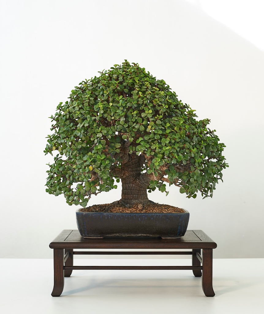 Christians beeindruckende Portulacaria in einer Brian Albright Schale