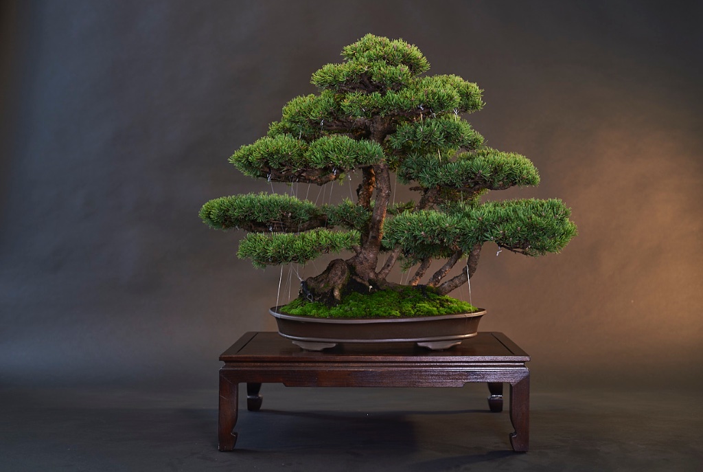 Pinus mugo-flossform von Urs in einer koreanischen Schale
