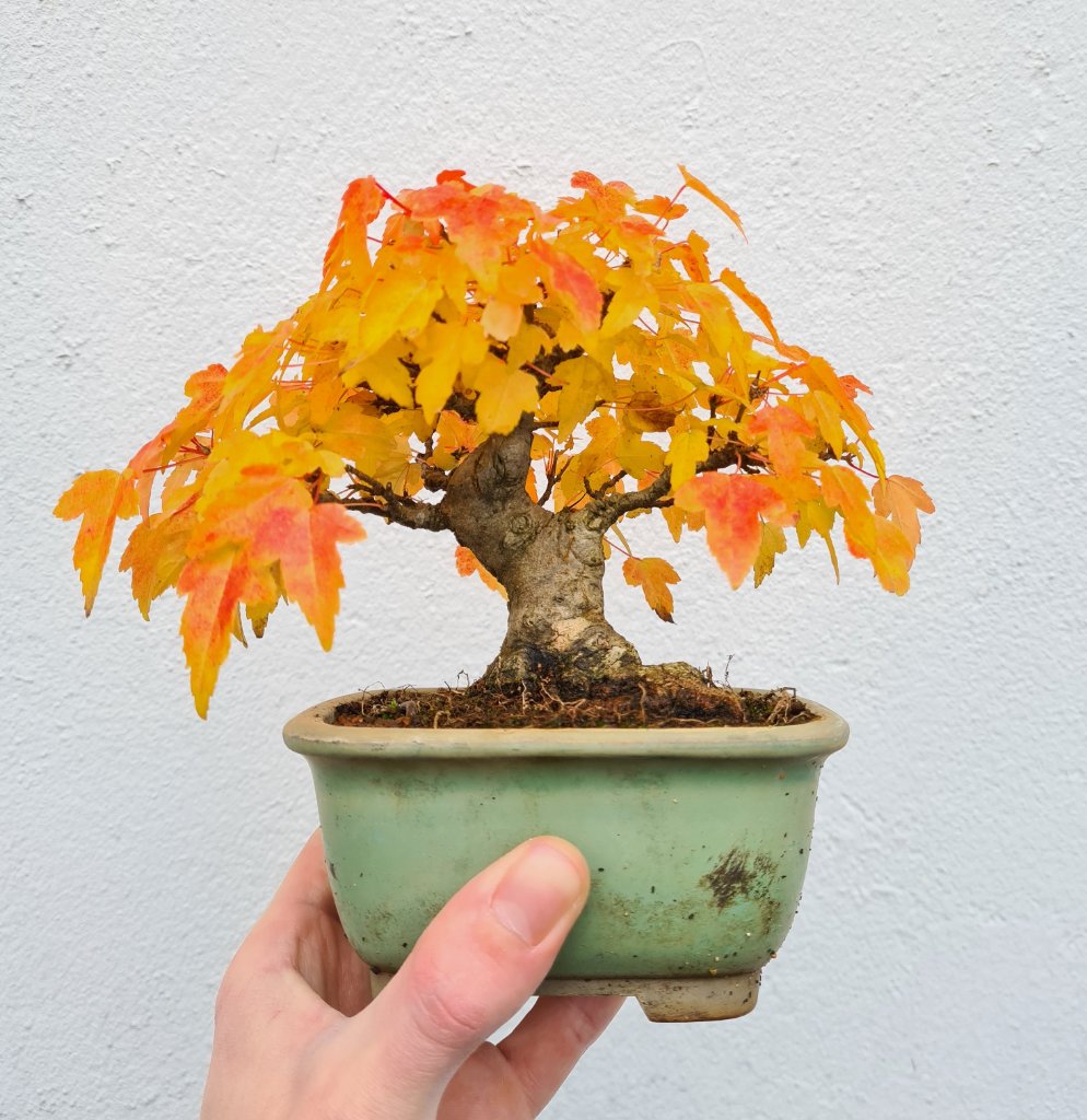 Herbst 2020.jpg