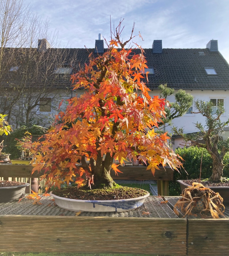 IMG_6803.jpeg