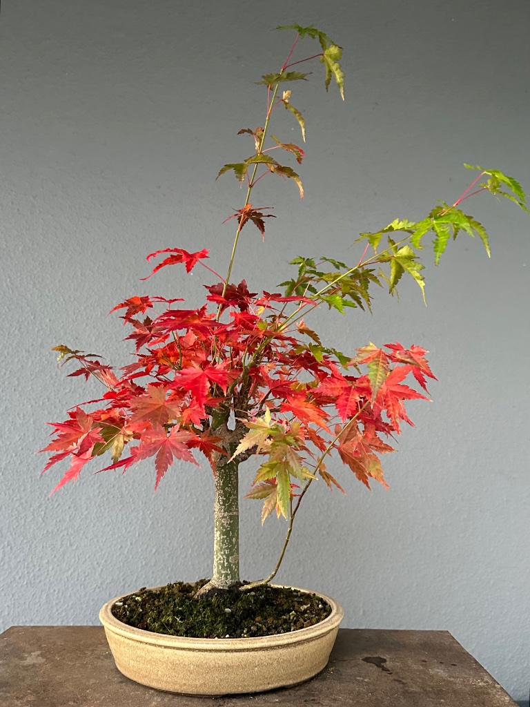 2. Nov 2023: vor dem Herbstschnitt