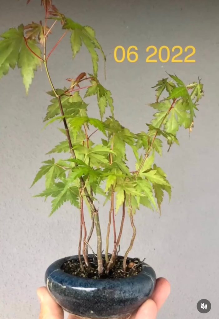 der mittlere Trieb wächst dominant