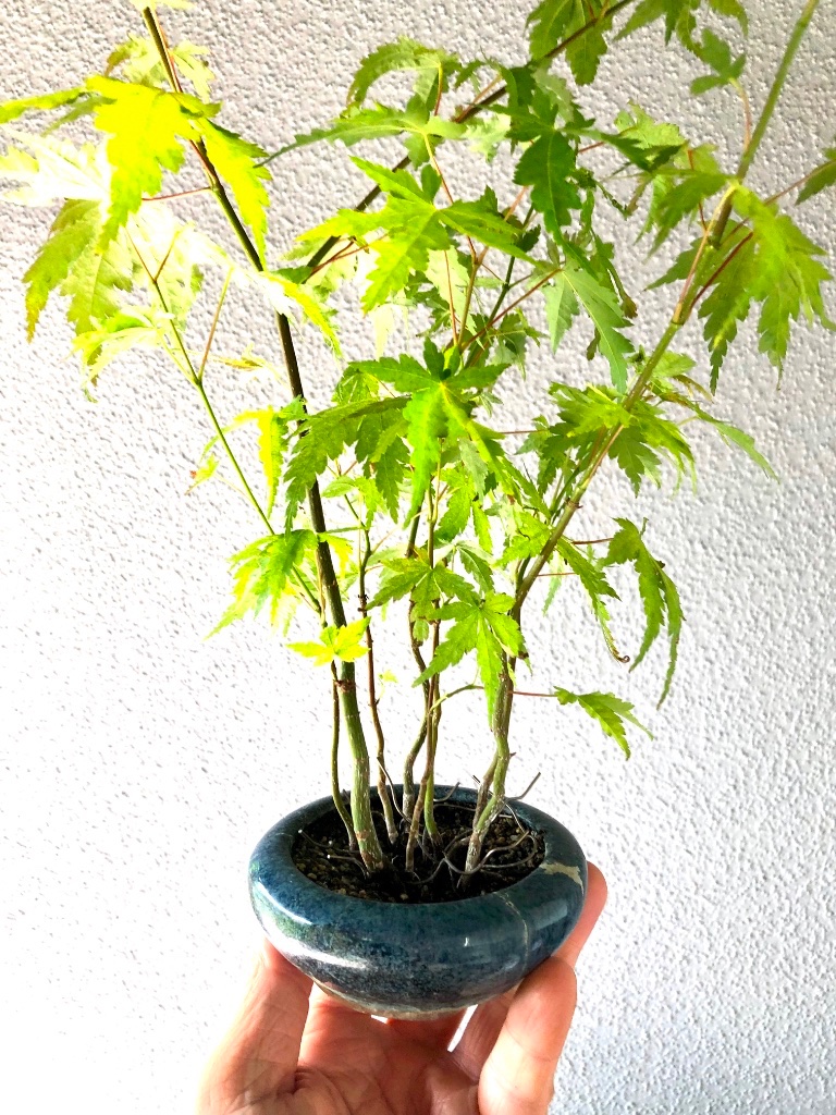 ca 40 cm lange Triebe