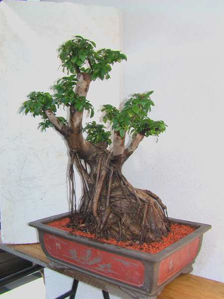 new_ficus5.jpg