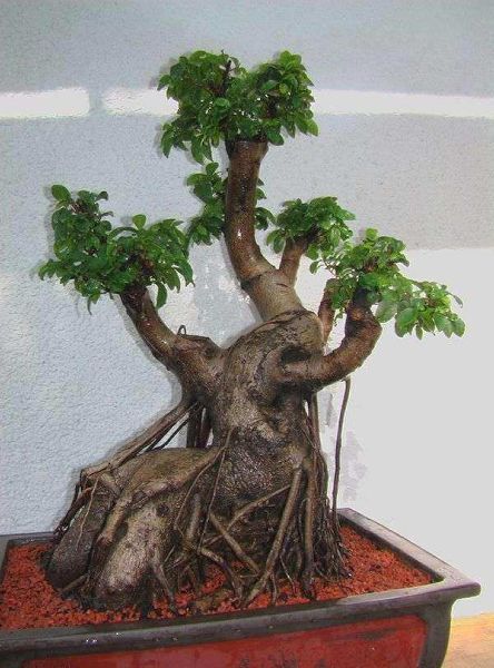 new_ficus1.jpg