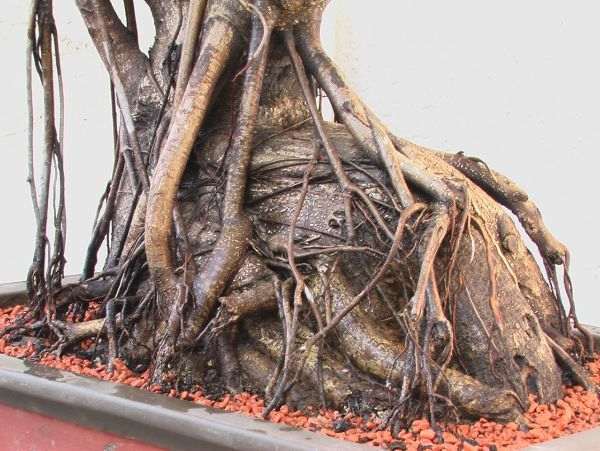 new_ficus7.jpg