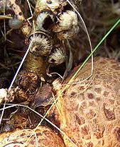 TruffleNBarnacleGalls.jpg