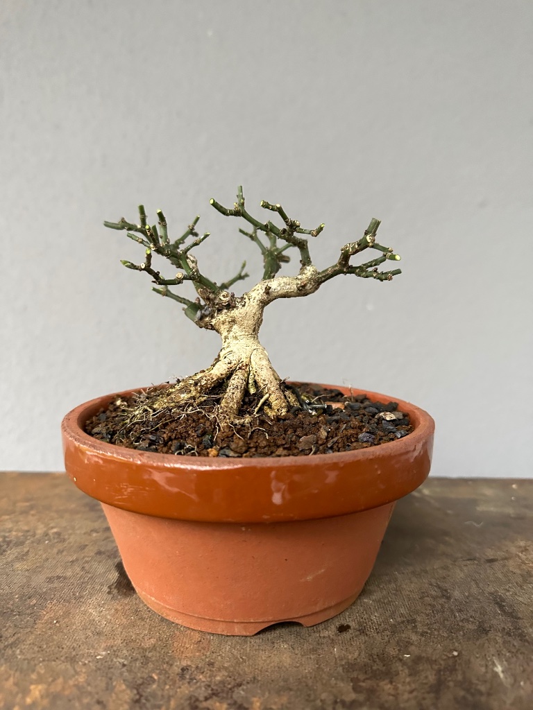 14.11.2023: nach Rückschnitt