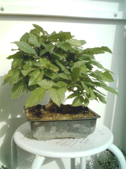 Bonsai-Bilder 003.jpg