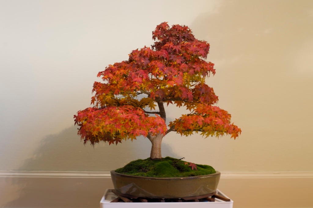 A palmatum katsura_1711_1-s.jpg
