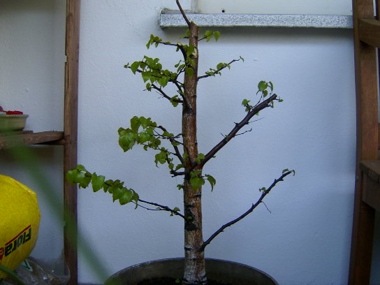 PIC_0001.JPG