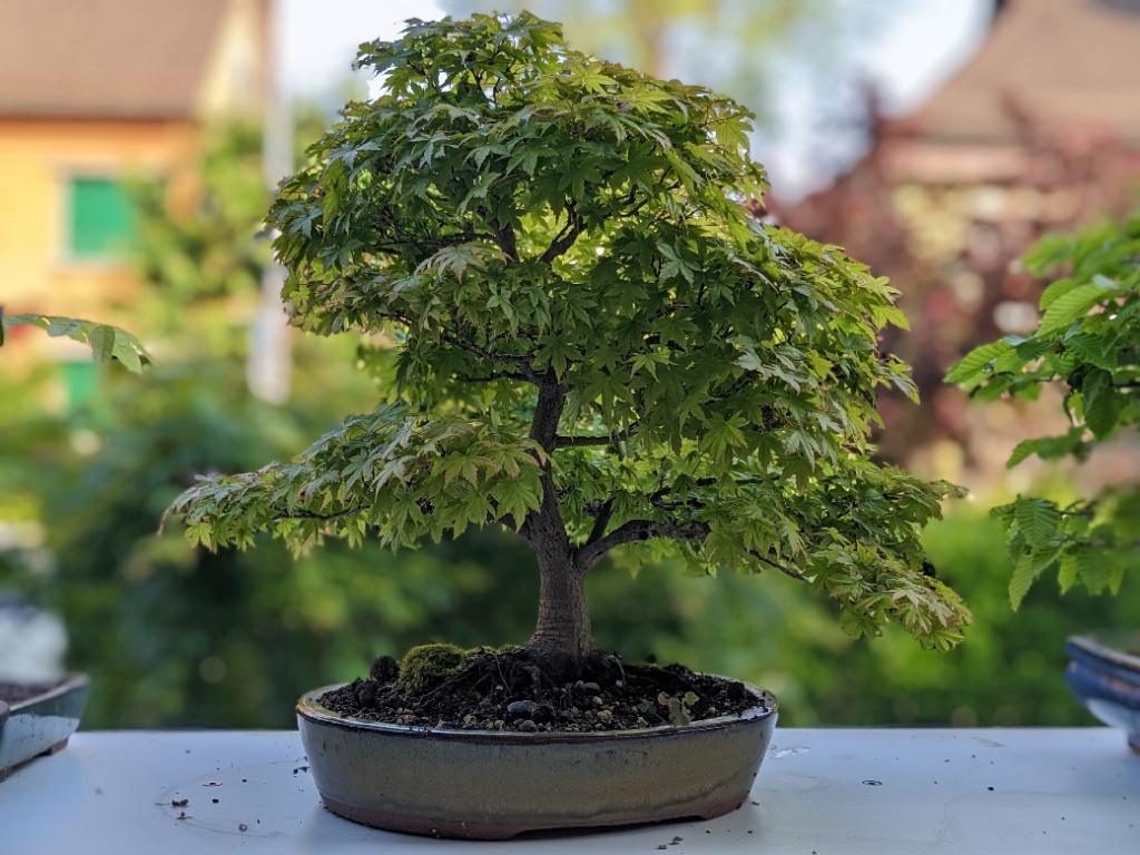 Im Mai zeigt sich der Baum schon in vollem Blätterkleid und grössere Blätter werden entfernt