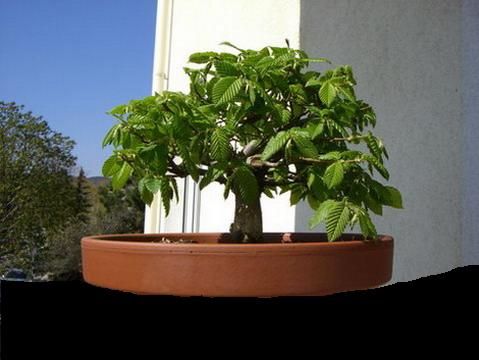 cimg0254_955.jpg
