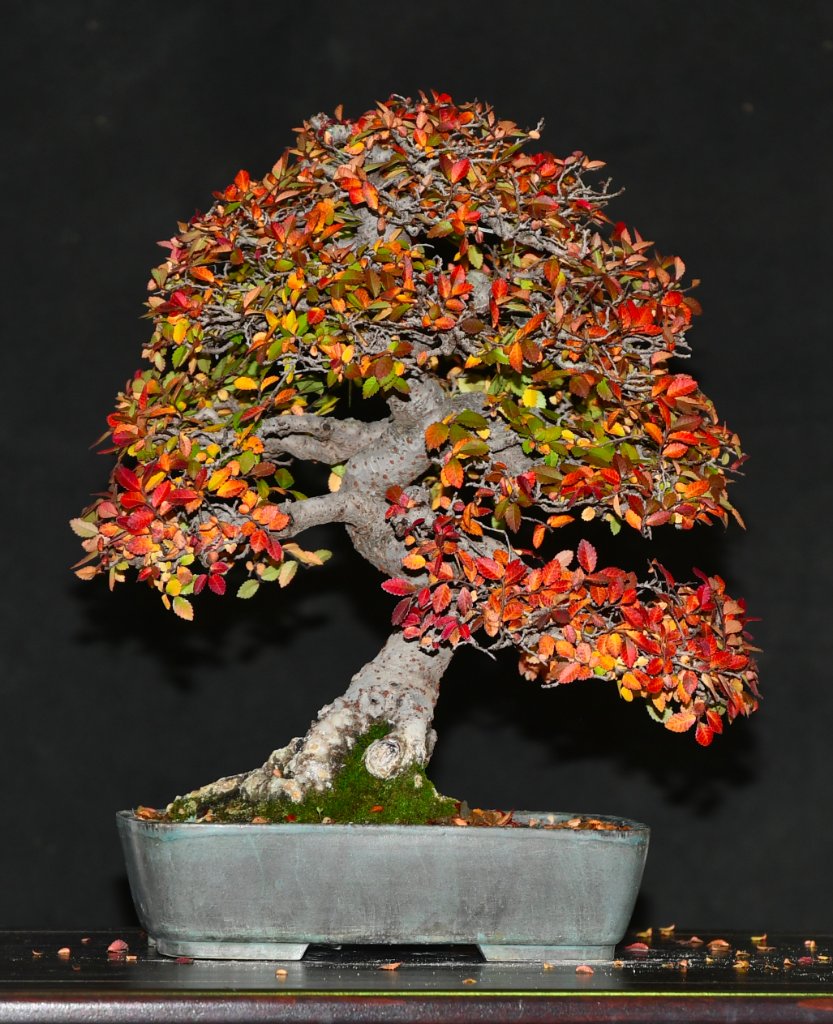 Ulmus1223.jpg