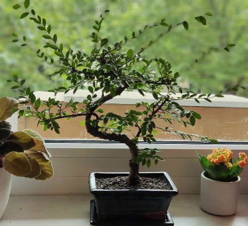 Bonsai.jpg