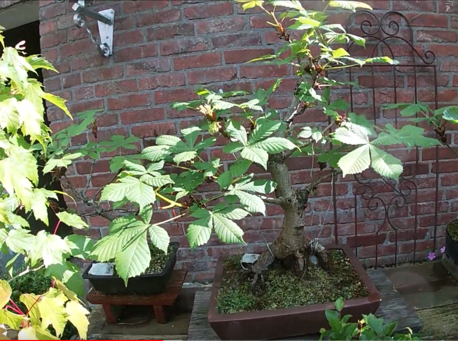 Screenshot 2024-01-10 at 23-45-12 Lennart R. __ LK Bonsai.png