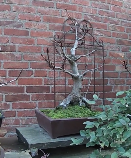 Screenshot 2024-01-10 at 23-48-01 Lennart R. __ LK Bonsai.png