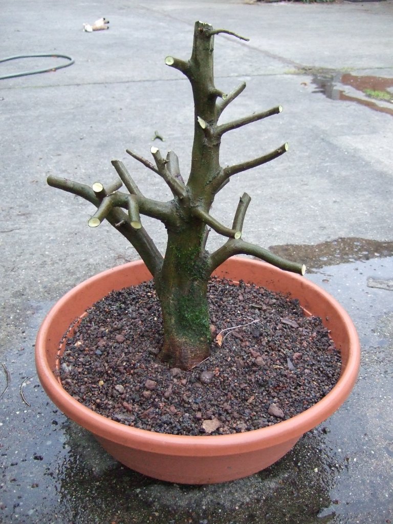 DSCF2095.JPG