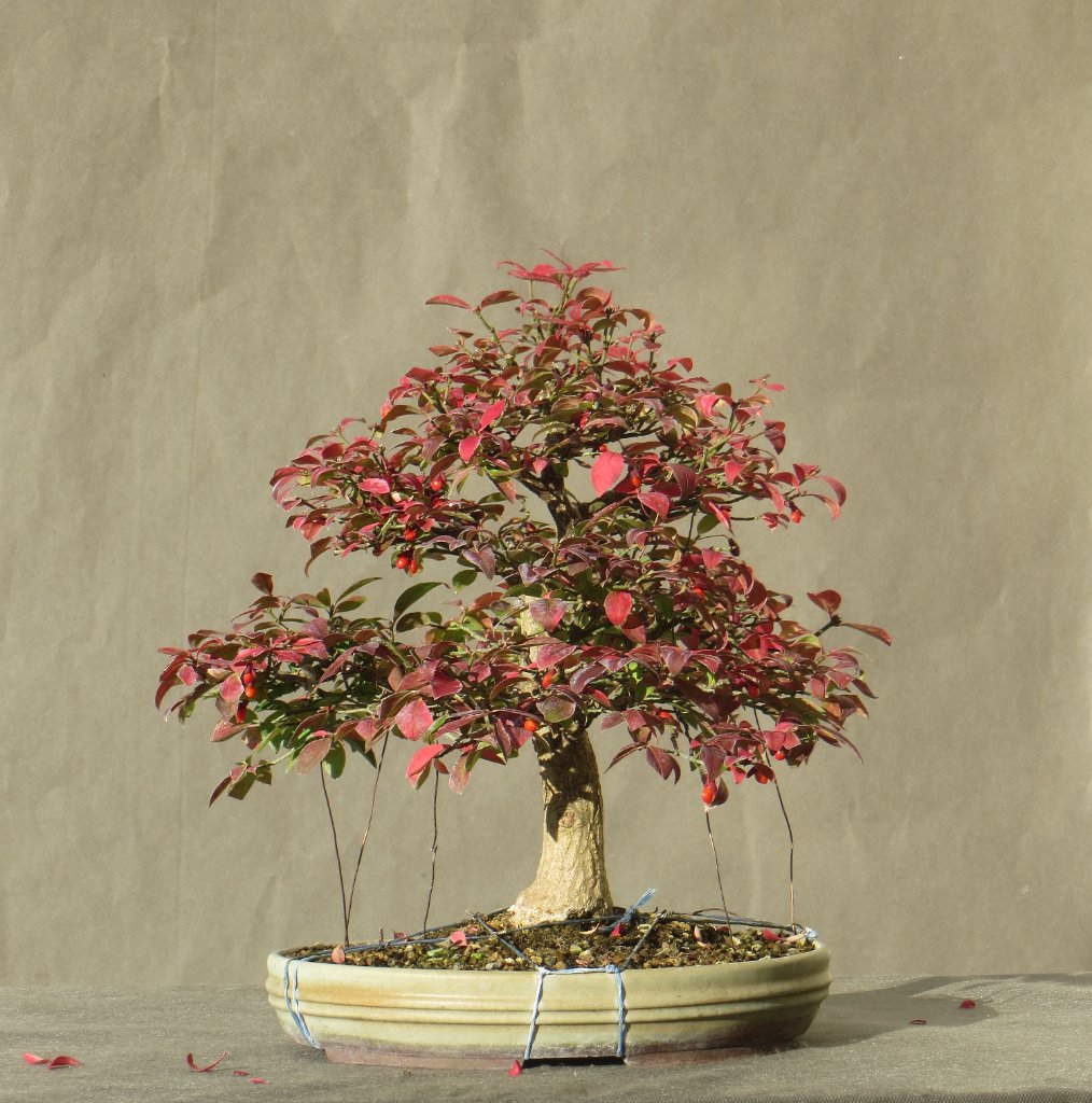 Euonymus 2022-10.jpg