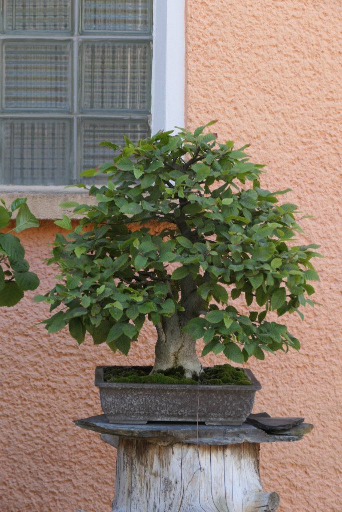P1044520b.jpg