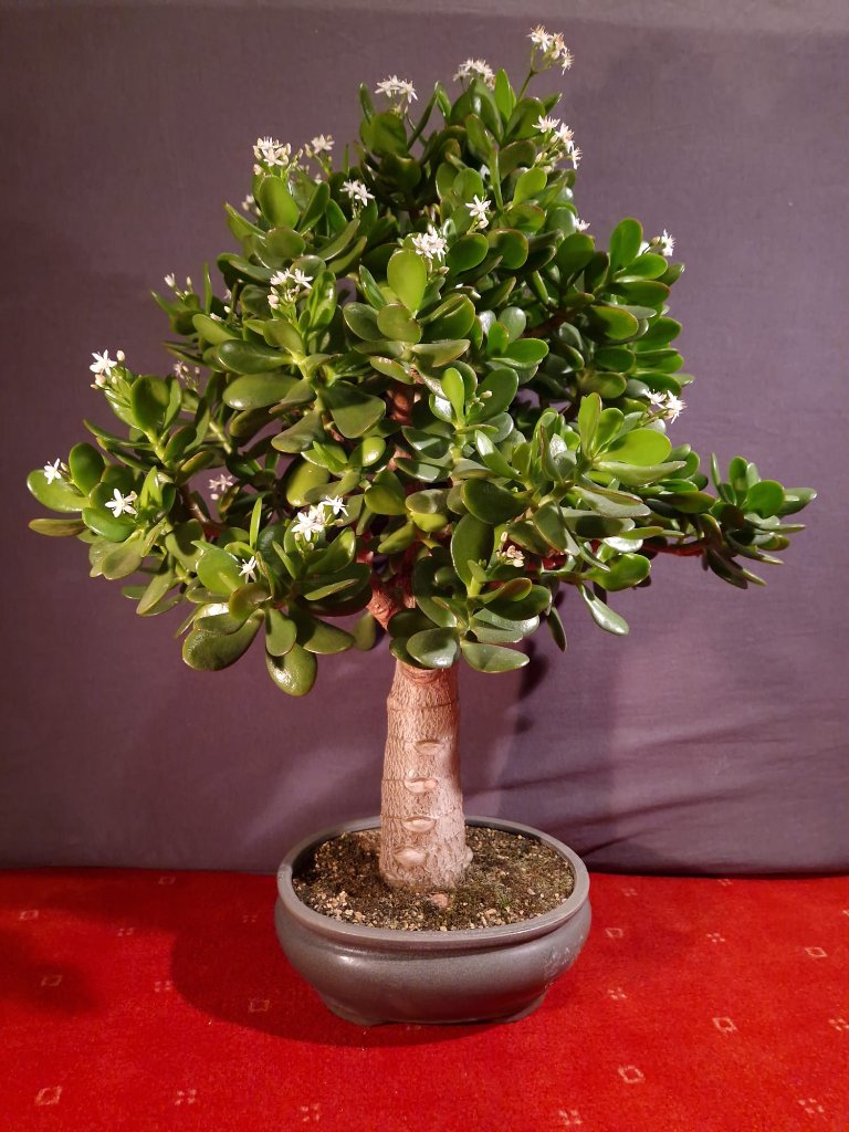 Crassula ovata (ca. 8 Jahre alt)