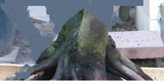 new_eingepflanzt1.jpg