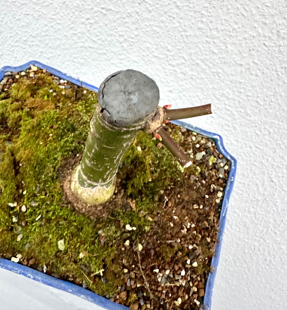 3 stammnahe Knospen