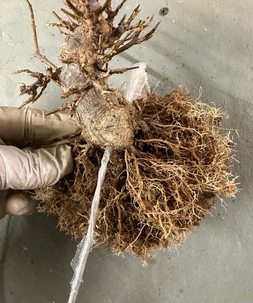 die empfindlichen Knospen mit Folie schützen