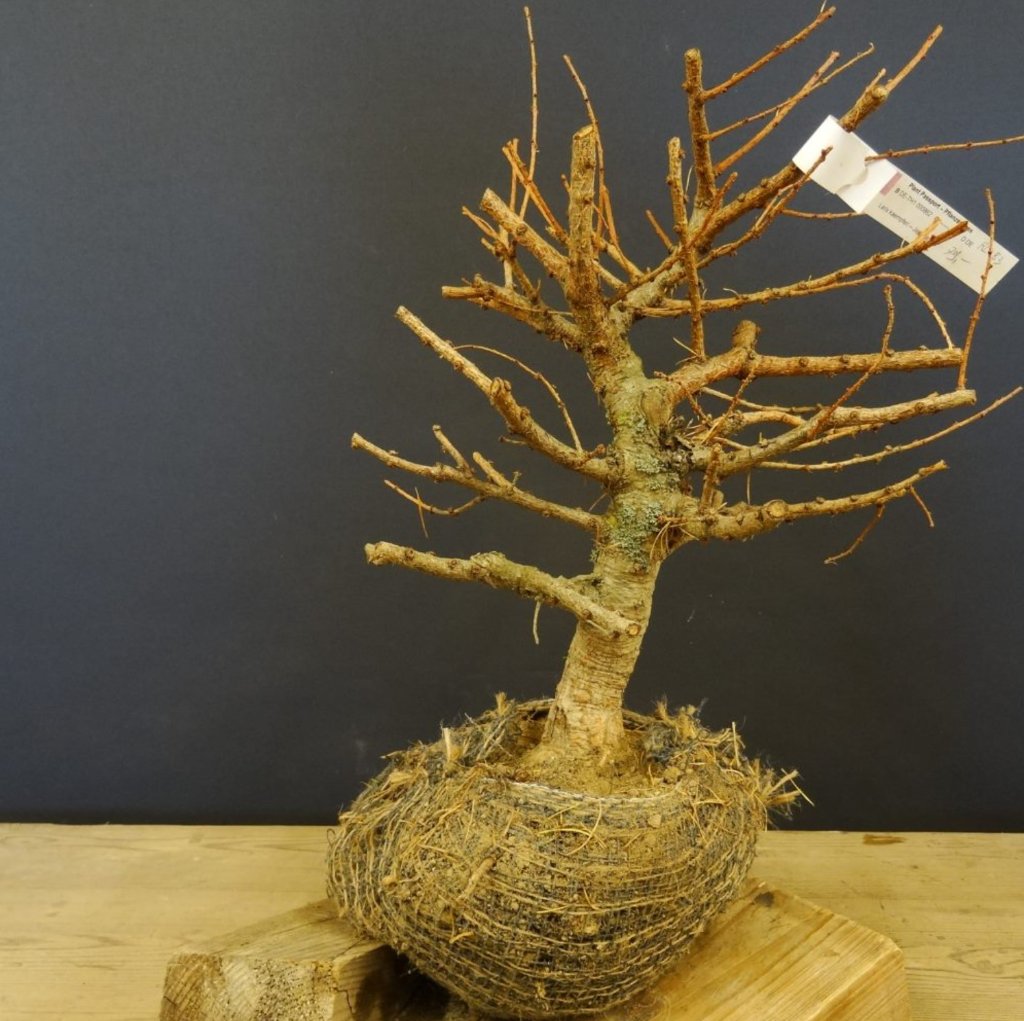 larix beim kauf.jpg