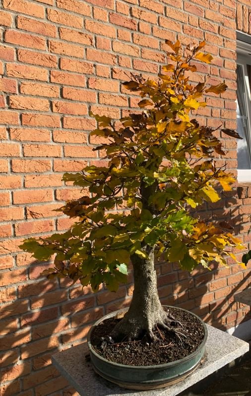2023 Buche herbst.JPG